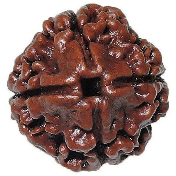 4 Mukhi Rudraksha