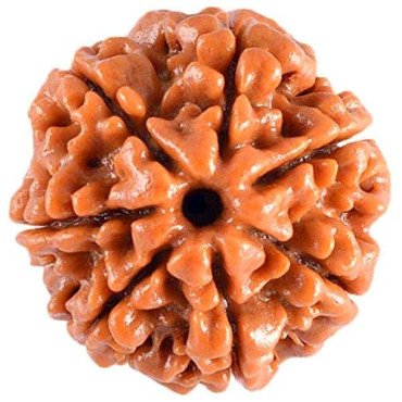 7 Mukhi Rudraksha