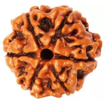 6 Mukhi Rudraksha