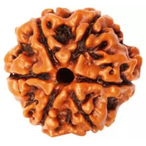 6 Mukhi Rudraksha