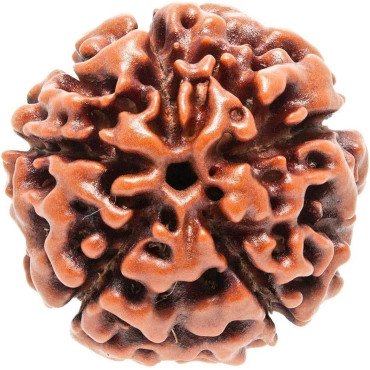 5 Mukhi Rudraksha Ne...