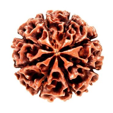 8 Mukhi Rudraksha...