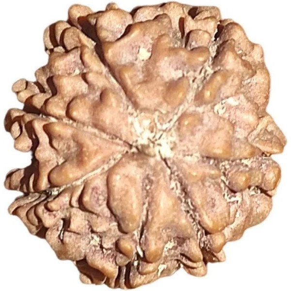 3 Mukhi Rudraksha